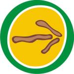 ΧΡΥΣΟ ΒΕΛΟΣ